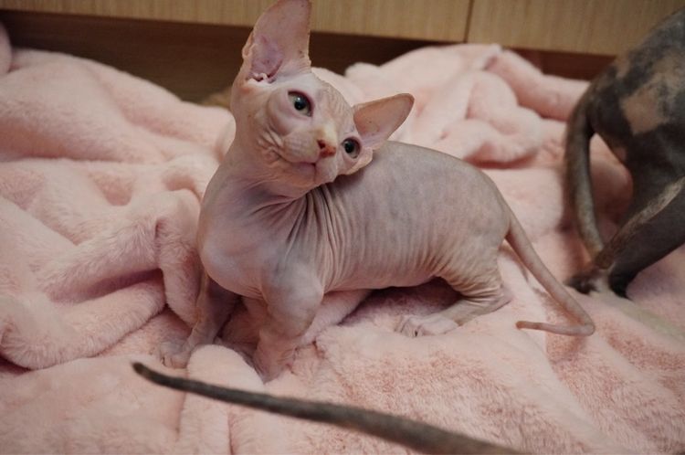 เด็กชาย ขาสั้น Sphynx Bambino 2 สี รูปที่ 8