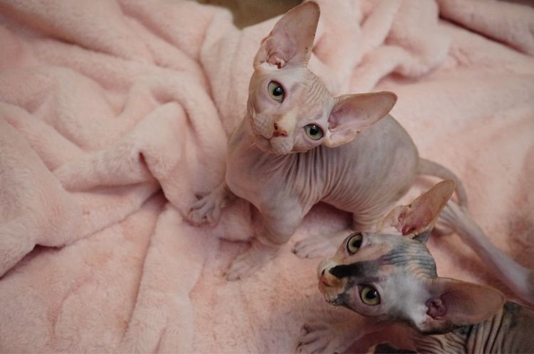 เด็กชาย ขาสั้น Sphynx Bambino 2 สี รูปที่ 7