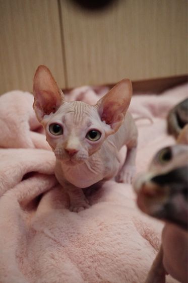 เด็กชาย ขาสั้น Sphynx Bambino 2 สี รูปที่ 2