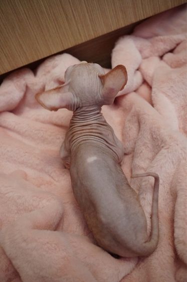เด็กชาย ขาสั้น Sphynx Bambino 2 สี รูปที่ 10