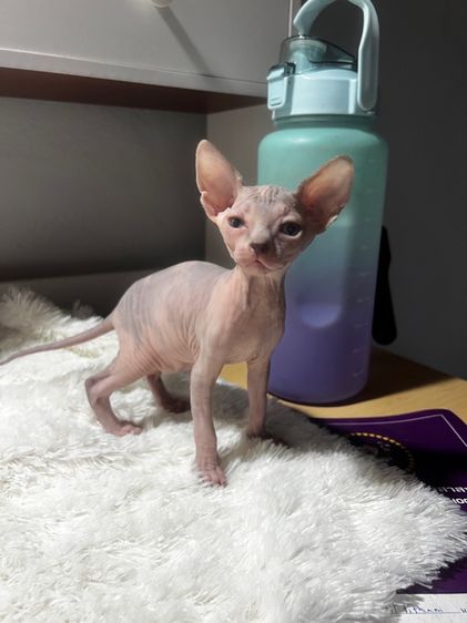 แมวสฟิงซ์ แคนาเดียนสฟิงซ์ เพศเมีย ลายวัว ตาฟ้า รูปที่ 4