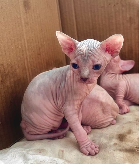 แมวสฟิงซ์ แคนาเดียนสฟิงซ์ เพศเมีย ลายวัว ตาฟ้า รูปที่ 2