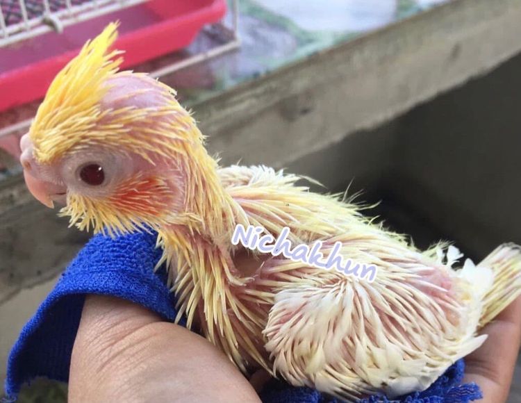 ลูกป้อน คอกคาเทล รูปที่ 4