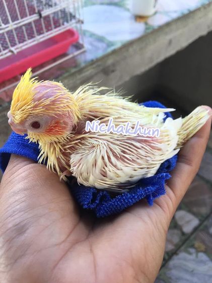 ลูกป้อน คอกคาเทล