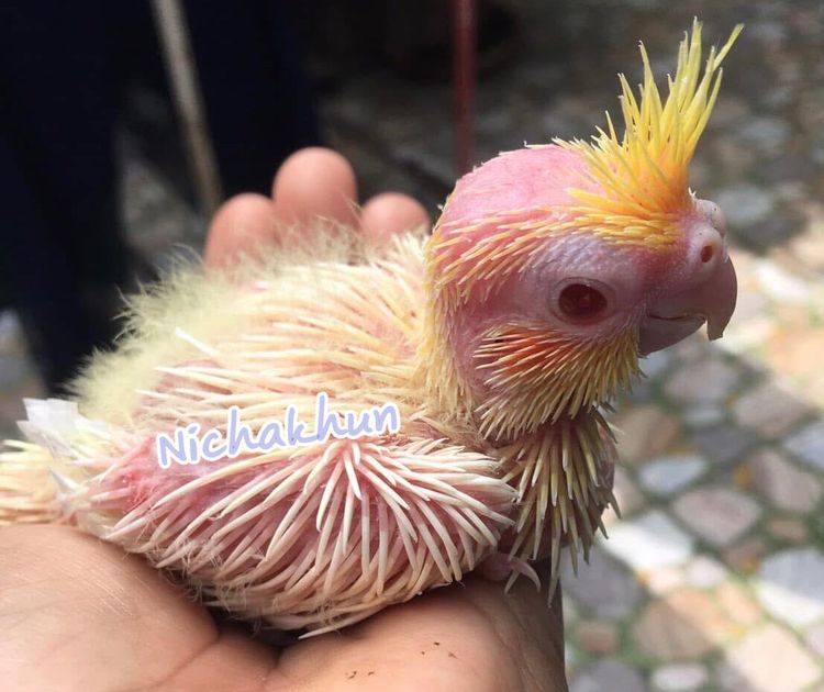 ลูกป้อน คอกคาเทล รูปที่ 3