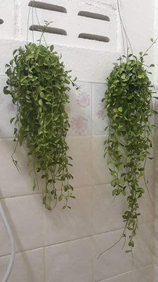 ต้นเดฟเขียว รูปที่ 2