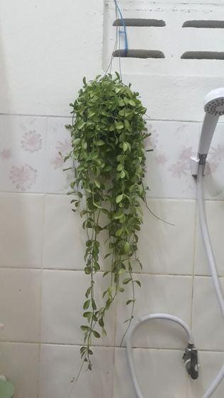 ต้นเดฟเขียว