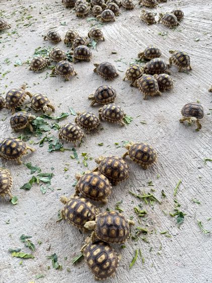 เต่าซูคาต้า รูปที่ 4