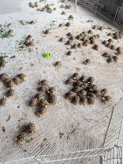 เต่าซูคาต้า รูปที่ 3