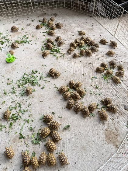 เต่าซูคาต้า