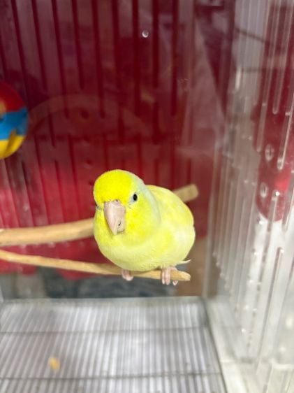 ฟอพัส รูปที่ 3