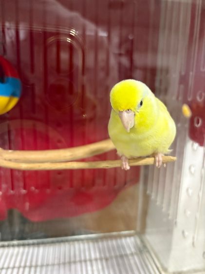 ฟอพัส รูปที่ 4