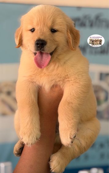 โกลเด้นรีทรีฟเวอร์ รูปที่ 2