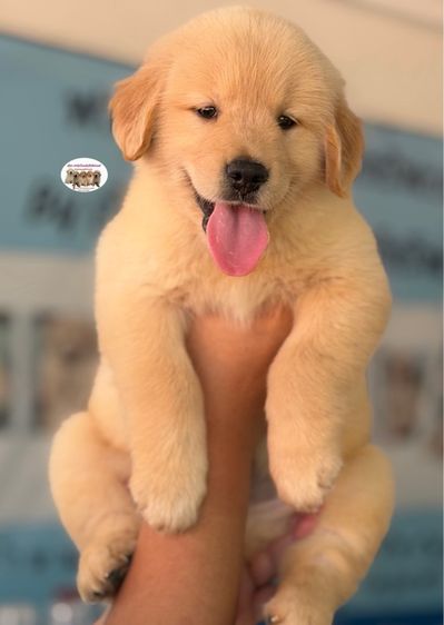 โกลเด้นรีทรีฟเวอร์