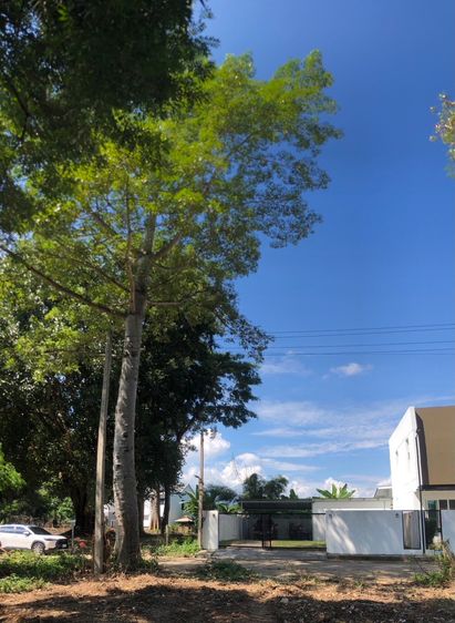 ที่ดินติดแม่น้ำปิง ใกล้ รพ นครพิงค์ แม่ริม เชียงใหม่  รูปที่ 2