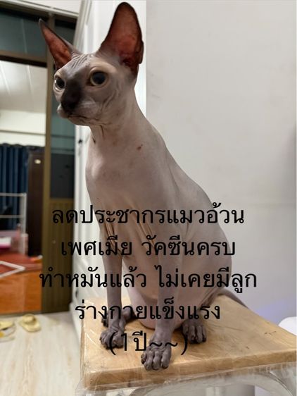 สฟิงซ์ (Sphynx) แมวสฟิงซ์สีเทาอ่อน