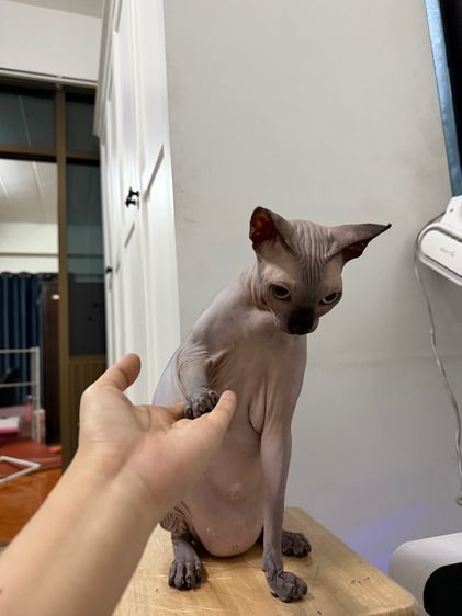 แมวสฟิงซ์สีเทาอ่อน รูปที่ 2