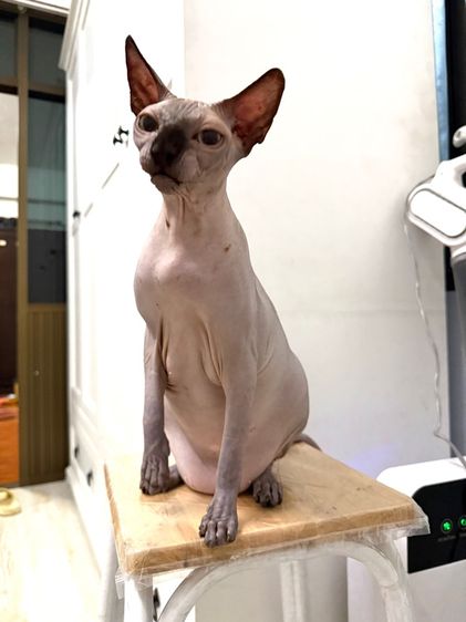 แมวสฟิงซ์สีเทาอ่อน รูปที่ 4