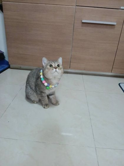 น้องแมวสก็อตติช เพศผู้ อายุ5เดือน รูปที่ 3