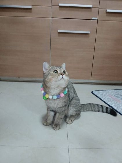 สก็อตติช โฟลด์ (Scottish Fold) น้องแมวสก็อตติช เพศผู้ อายุ5เดือน