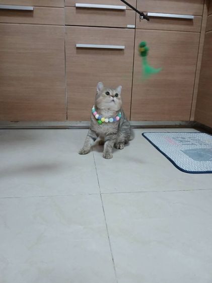 น้องแมวสก็อตติช เพศผู้ อายุ5เดือน รูปที่ 4