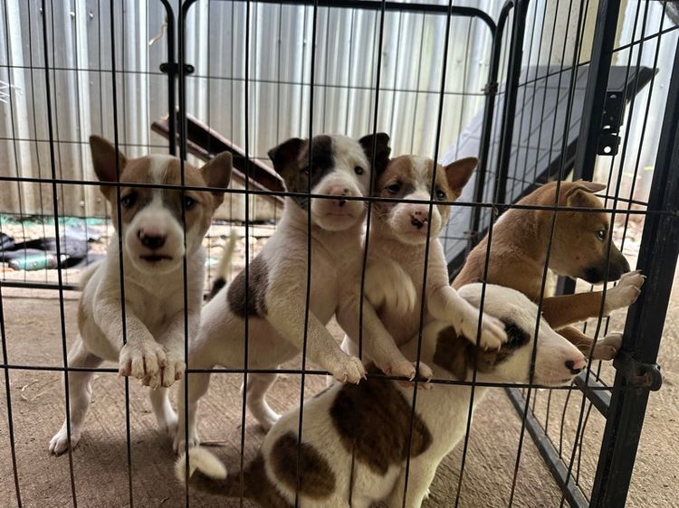 บลูเทอเรียผสมแจ็ครัสเซลล์ รูปที่ 4