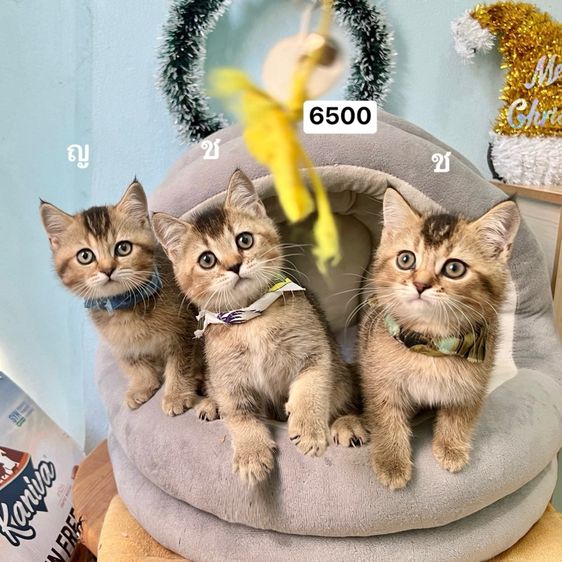 สก็อตติสโฟล