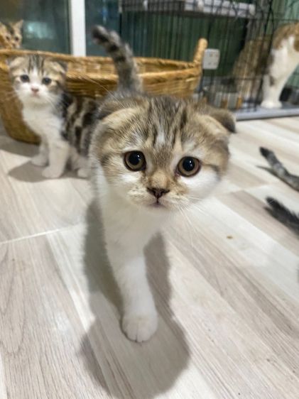 แมวสก๊อตติชโฟ รูปที่ 5