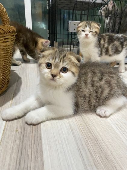 สก็อตติช โฟลด์ (Scottish Fold) แมวสก๊อตติชโฟ