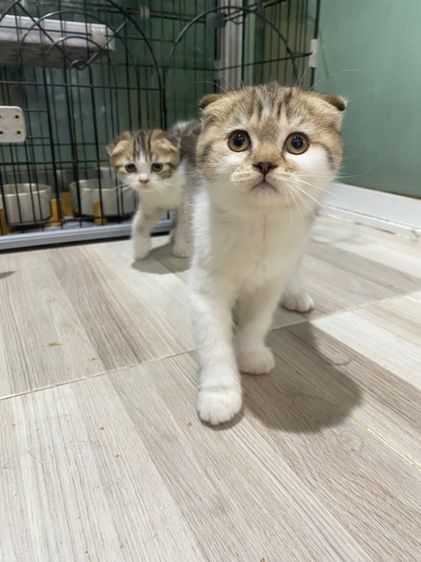 แมวสก๊อตติชโฟ รูปที่ 2