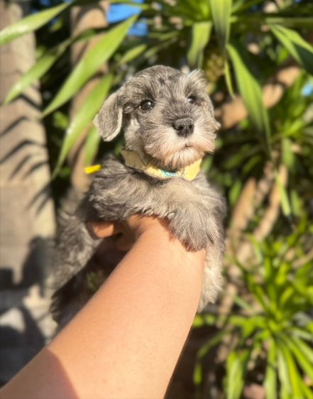 ชเนาเซอร์สีเทา ผู้หญิง ขี้อ้อนน่ารักมากๆ 094-8926516 รูปที่ 4