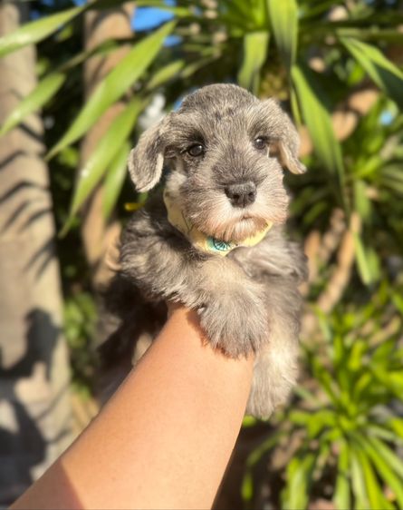 ชเนาเซอร์สีเทา ผู้หญิง ขี้อ้อนน่ารักมากๆ 094-8926516 รูปที่ 2