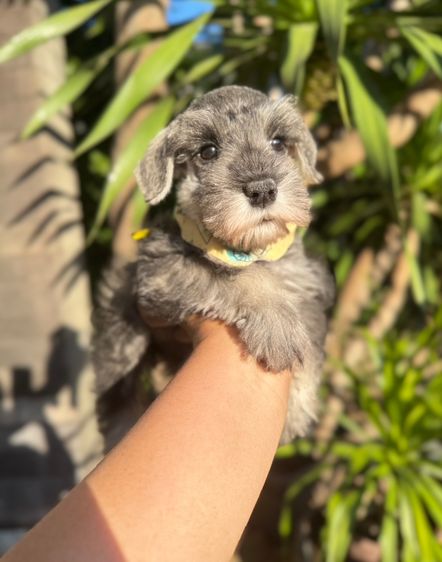 ชเนาเซอร์สีเทา ผู้หญิง ขี้อ้อนน่ารักมากๆ 094-8926516 รูปที่ 9