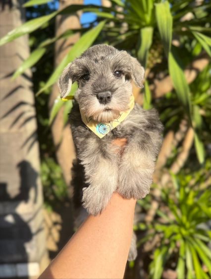 ชเนาเซอร์สีเทา ผู้หญิง ขี้อ้อนน่ารักมากๆ 094-8926516