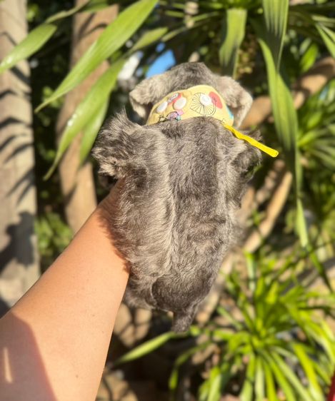 ชเนาเซอร์สีเทา ผู้หญิง ขี้อ้อนน่ารักมากๆ 094-8926516 รูปที่ 5