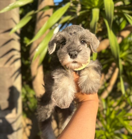 ชเนาเซอร์สีเทา ผู้หญิง ขี้อ้อนน่ารักมากๆ 094-8926516 รูปที่ 6