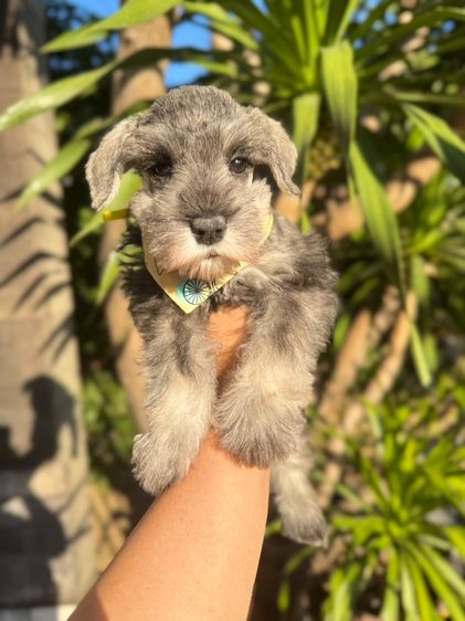 ชเนาเซอร์สีเทา ผู้หญิง ขี้อ้อนน่ารักมากๆ 094-8926516 รูปที่ 7