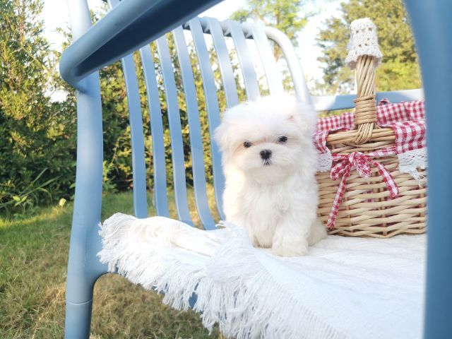 มอลทีส (Maltese) เพศผู้ รูปที่ 9