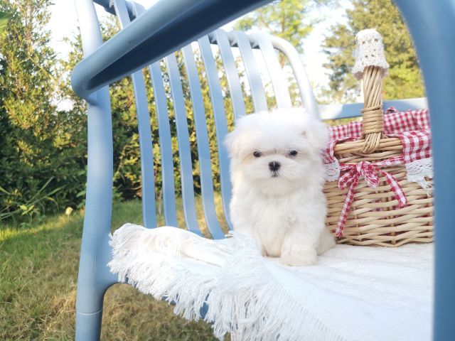 มอลทีส (Maltese) เพศผู้ รูปที่ 10