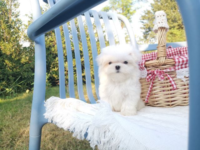 มอลทีส (Maltese) เพศผู้ รูปที่ 8