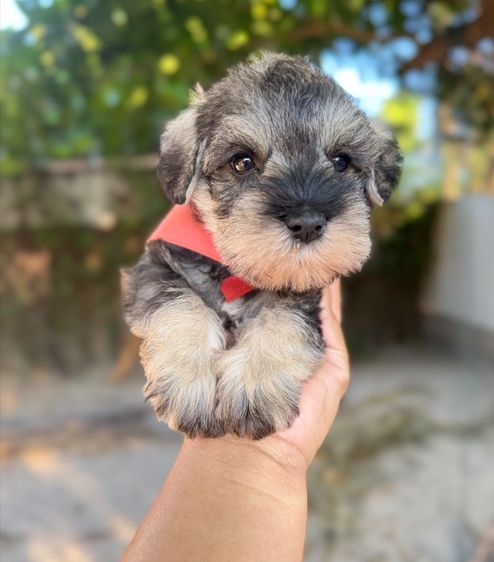 ชเนาเซอร์สีเทา ผู้ หล่อน่ารักมาก 094-8926516