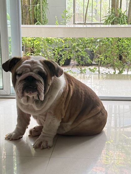 ขายสุนัขบูลด็อกเพสผู้อายุ18เดือนโครงสร้างใหญ่ระดับประกวดหายากเหมาะทำพ่อพันธุ์ในอนาคต รูปที่ 6