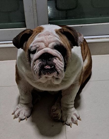 ขายสุนัขบูลด็อกเพสผู้อายุ18เดือนโครงสร้างใหญ่ระดับประกวดหายากเหมาะทำพ่อพันธุ์ในอนาคต รูปที่ 2