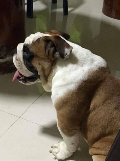 ขายสุนัขบูลด็อกเพสผู้อายุ18เดือนโครงสร้างใหญ่ระดับประกวดหายากเหมาะทำพ่อพันธุ์ในอนาคต รูปที่ 3