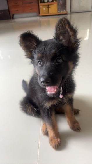 กลาง เยอรมันเชพเพิร์ด (German Shepherd) ลูกสุนัขเยอรมันเชพเพิร์ด
