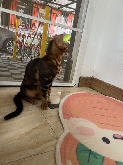 แมวเบงกอล รูปที่ 5