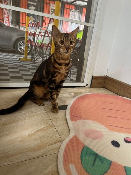 แมวเบงกอล รูปที่ 2