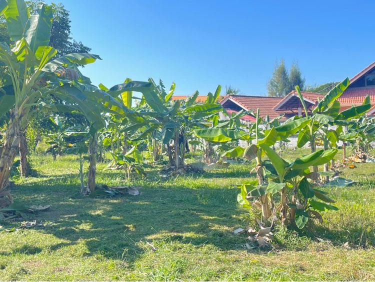 ใช่ ที่ดินเปล่า รูปที่ 3