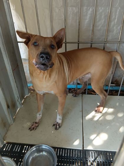 สุนัขพันธุ์ไทยหลังอาน รูปที่ 6