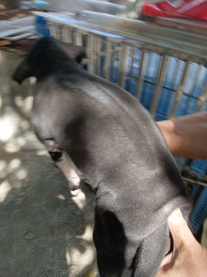 สุนัขพันธุ์ไทยหลังอาน